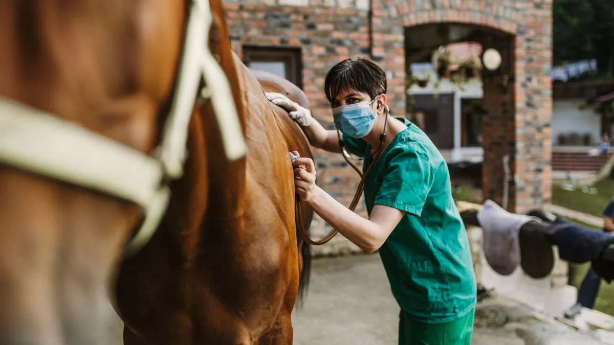 Ile zarabia weterynarz od koni? Zaskakujące różnice w wynagrodzeniu