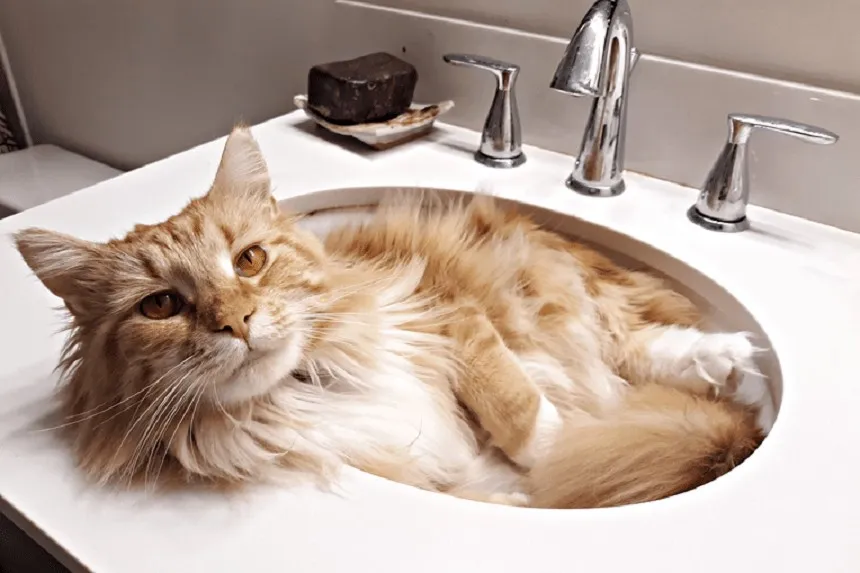 Kocurek czy kotka – co wybrać, aby uniknąć problemów z zachowaniem?