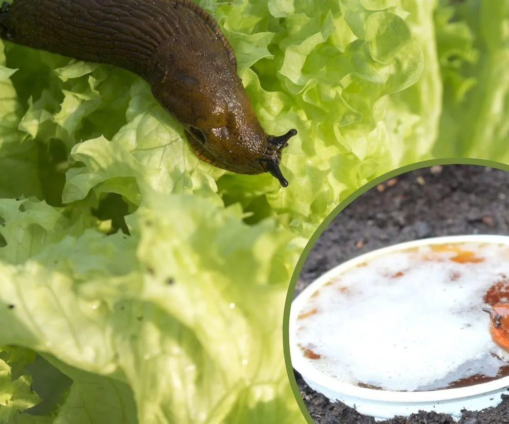 Skuteczne sposoby na ślimaki w ogrodzie – porady z forum ogrodniczego