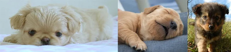 Ile szczeniaki muszą być z matką, aby uniknąć problemów w przyszłości?