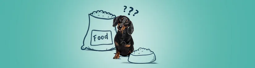 Co ile godzin karmić szczeniaka? Kluczowe porady dla zdrowia pupila