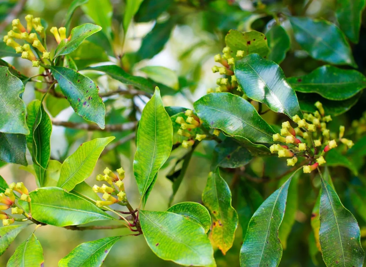 Jak rośnie goździki przyprawa - kluczowe informacje o uprawie Jak rośnie goździki przyprawa - kluczowe informacje o uprawie