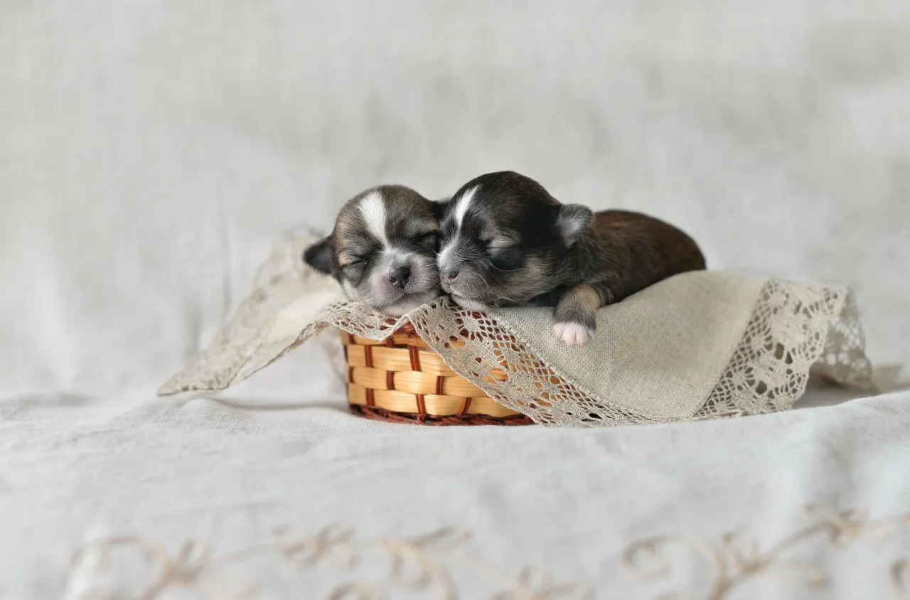 Jak rozmnażają się psy? Poznaj kluczowe etapy i opiekę nad szczeniętami