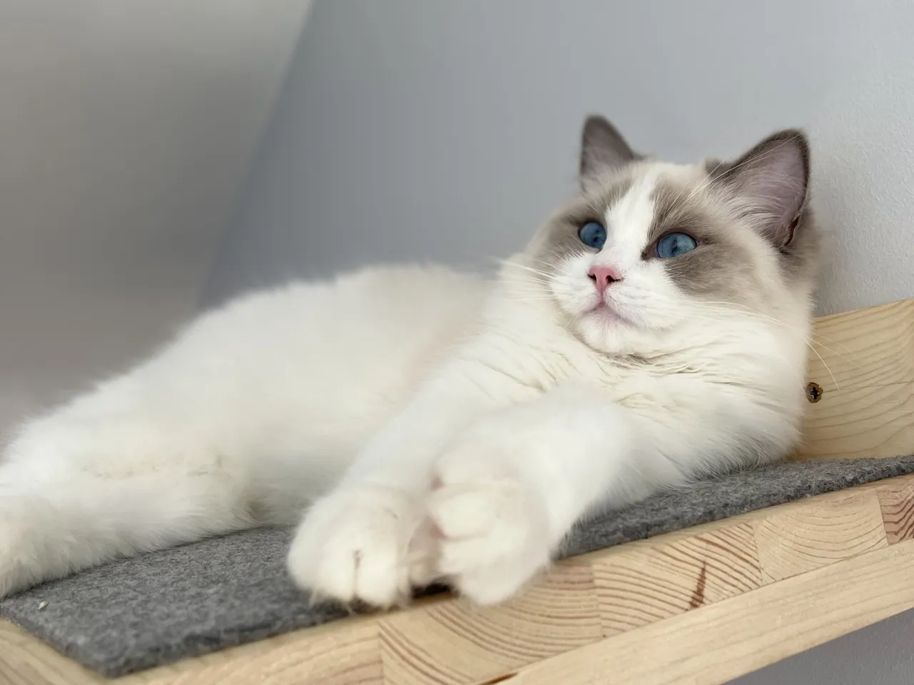 Ragdoll linieje? Sprawdź, jak mniej kłopotliwe jest to, niż myślisz!