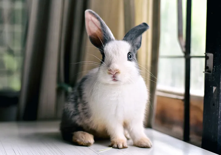 Jak króliki okazują miłość? Odkryj ich zaskakujące zachowania