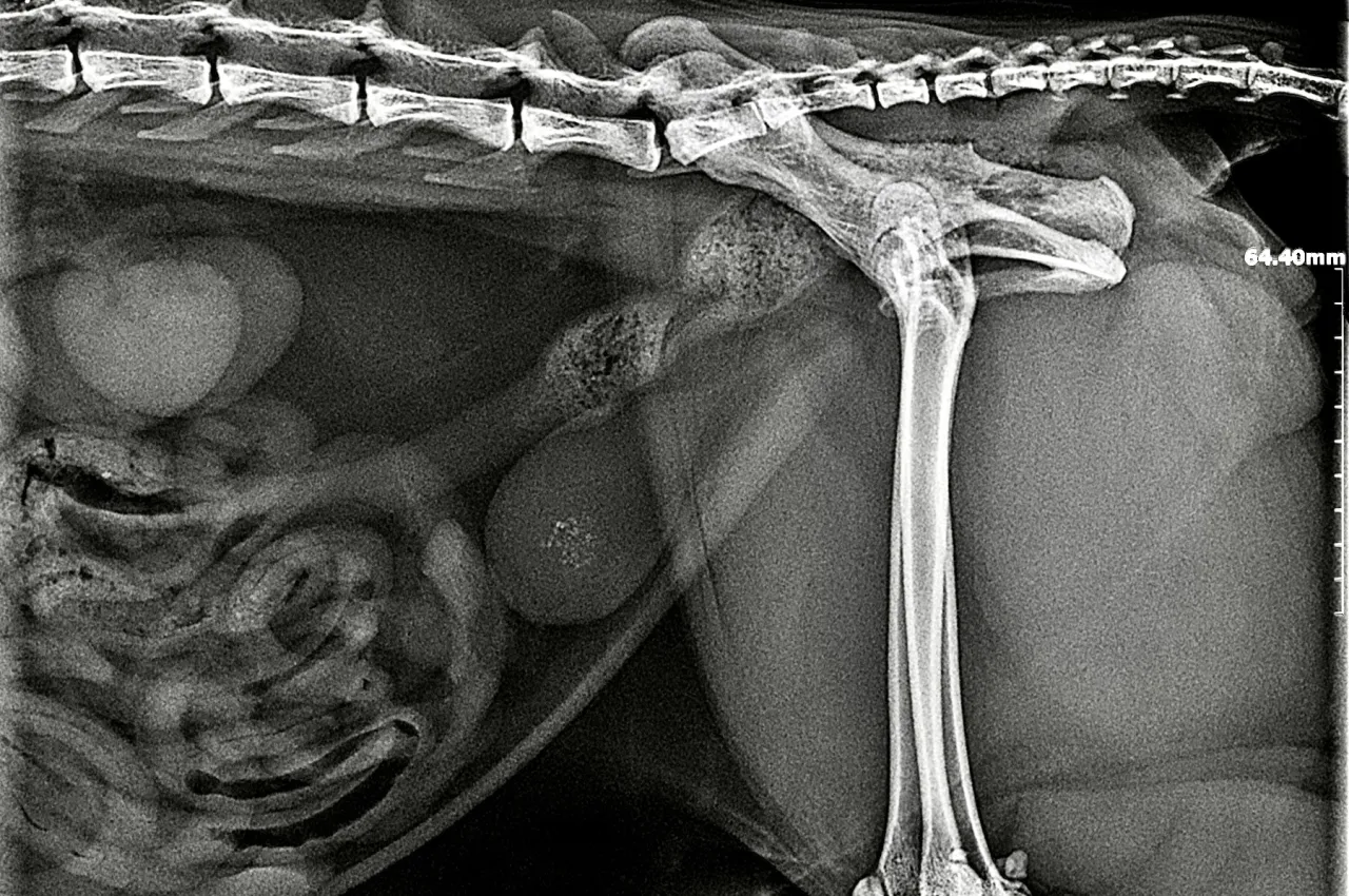 Struwity u kota: objawy, leczenie i dieta - kompleksowy poradnik