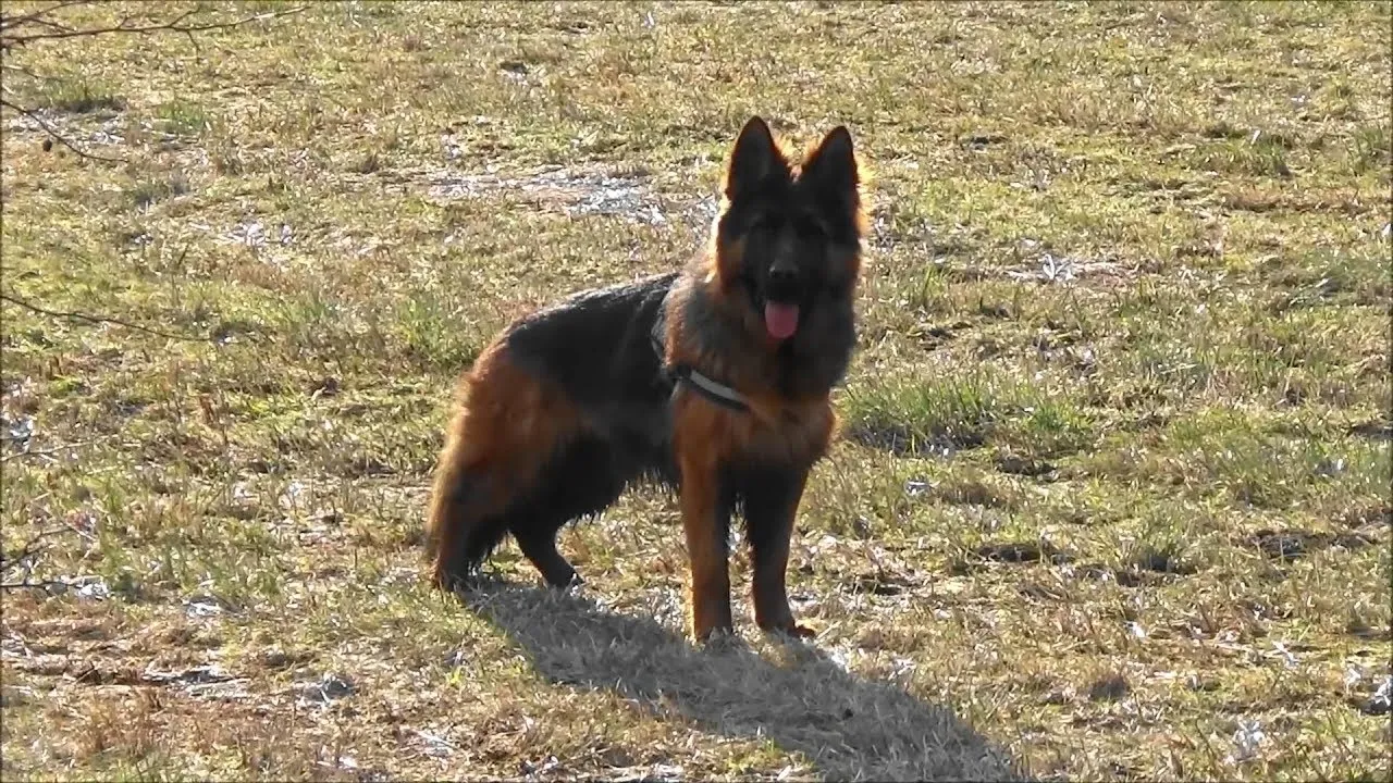 Jak szybko biega owczarek niemiecki? Odkryj jego imponującą prędkość