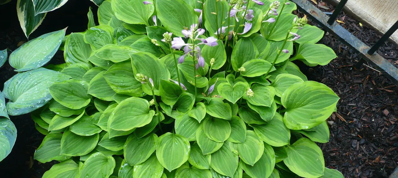 Rośliny które lubią cień w ogrodzie – piękne i łatwe w uprawie