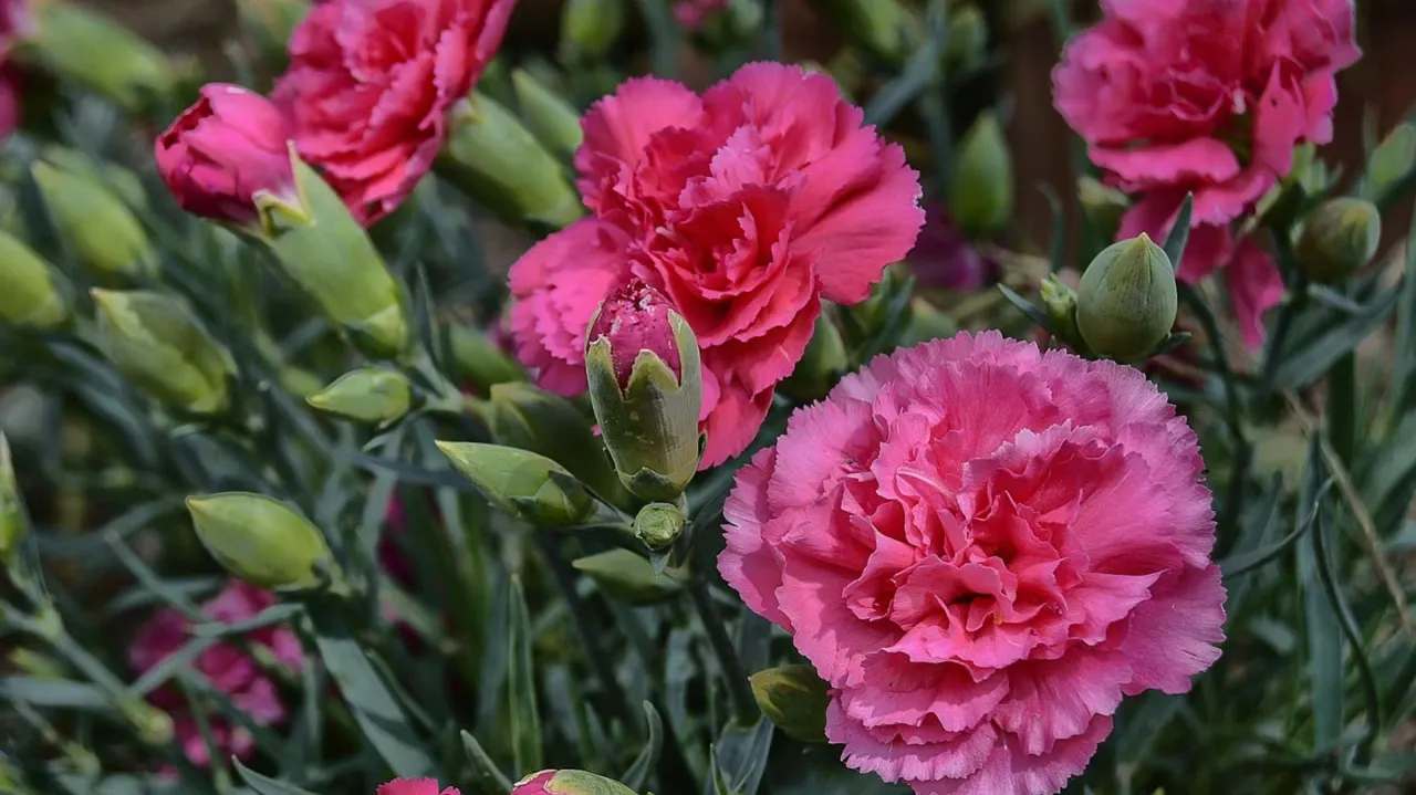 Jak rośnie goździk przyprawa? Odkryj tajemnice udanej uprawy Jak rośnie goździk przyprawa? Odkryj tajemnice udanej uprawy