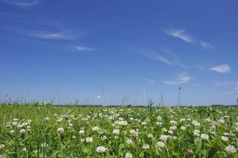 Kiedy siać koniczynę białą, aby uniknąć błędów w uprawie?