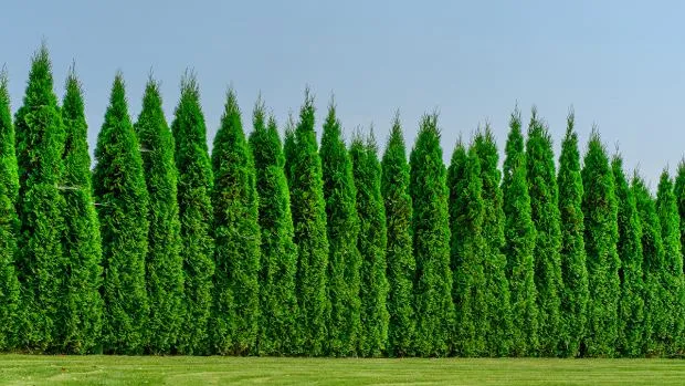 Jak szybko rośnie tuja szmaragdowa? Sprawdź, co wpływa na wzrost