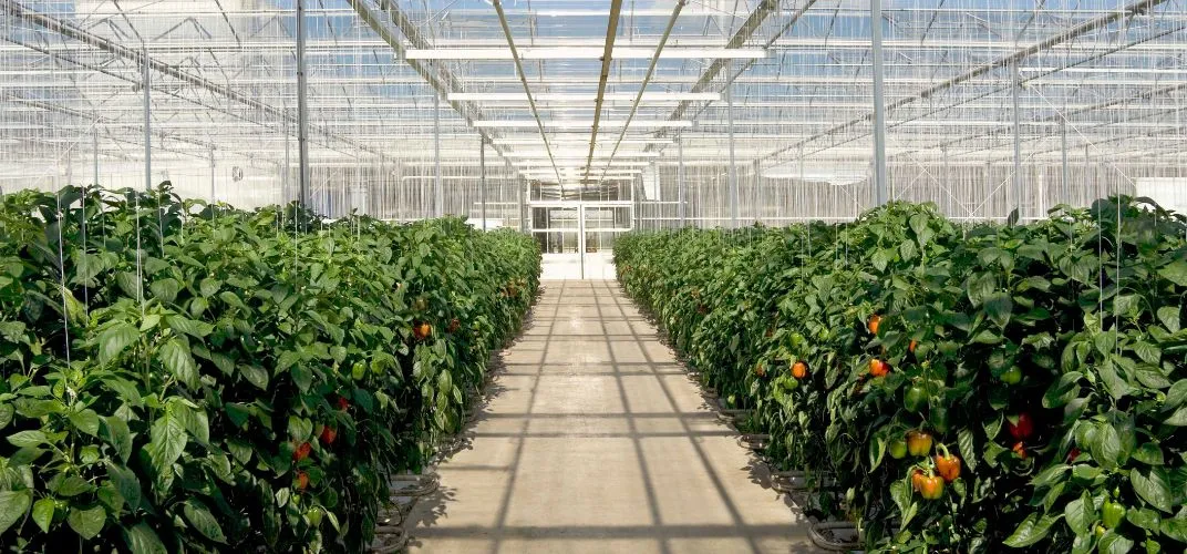 Co sadzić w małej szklarni ogrodowej, aby uniknąć nieudanych plonów