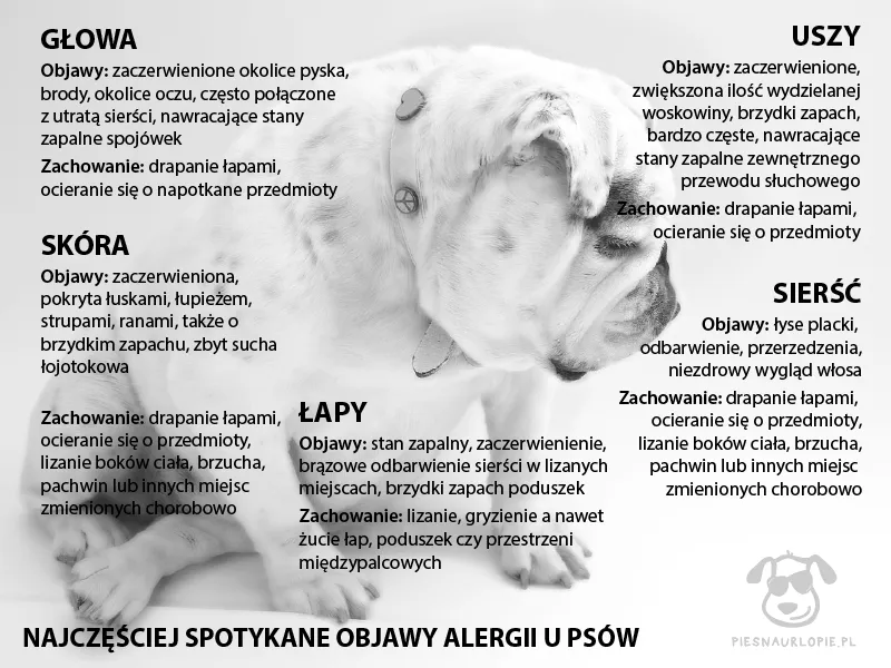 Dlaczego szczeniak się drapie? Poznaj przyczyny i pomóż pupilowi!