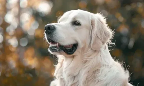 Ile ruchu potrzebuje Golden Retriever? Pełny poradnik dla opiekuna
