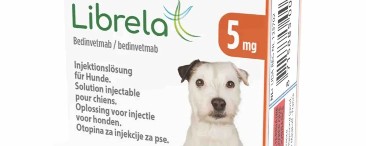 Librela dla psa jak długo stosować, aby uniknąć bólu i poprawić komfort