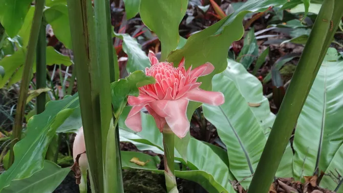 Jak kwitnie imbir? Odkryj sekrety jego pięknych kwiatów