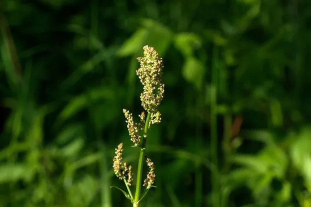 Szczaw kędzierzawy: jak go rozpoznać i skutecznie zwalczać