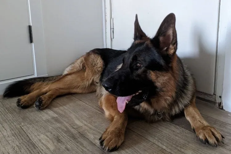 Koszt owczarka niemieckiego: Ile naprawdę wydasz na psa?