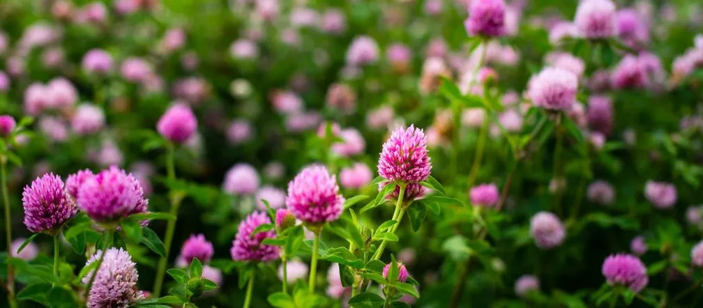 Czerwona koniczyna w trawniku? Poznaj sekrety skutecznego zwalczania