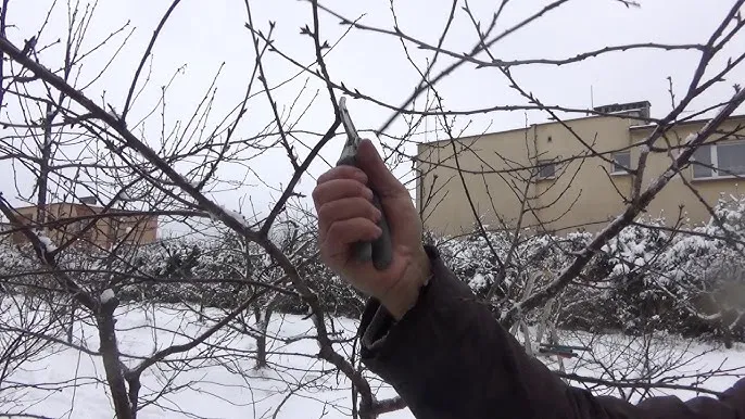 Jak przycinać wiśnie rysunek - skuteczne techniki i porady krok po kroku