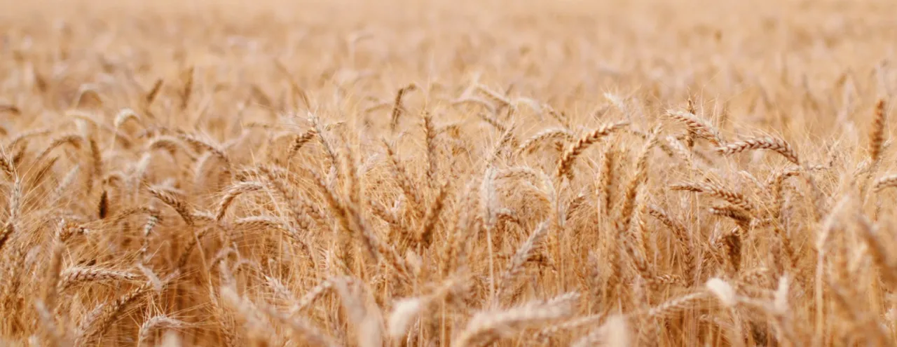 Przypowieść o kąkolu: znaczenie, interpretacja i jak wpływa na nasze życie