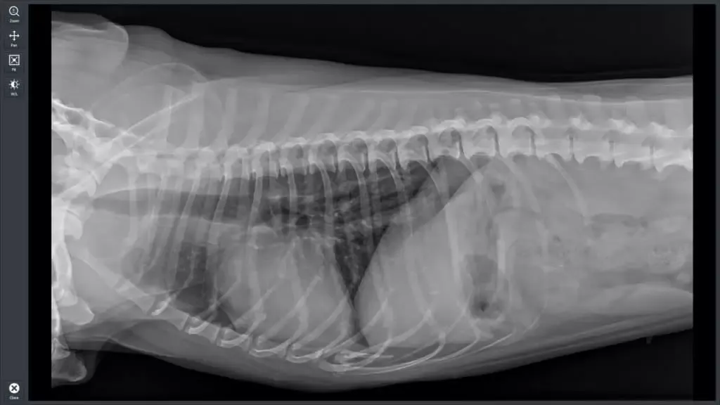 Ile kosztuje przeswietlenie u weterynarza? Ceny, które musisz znać