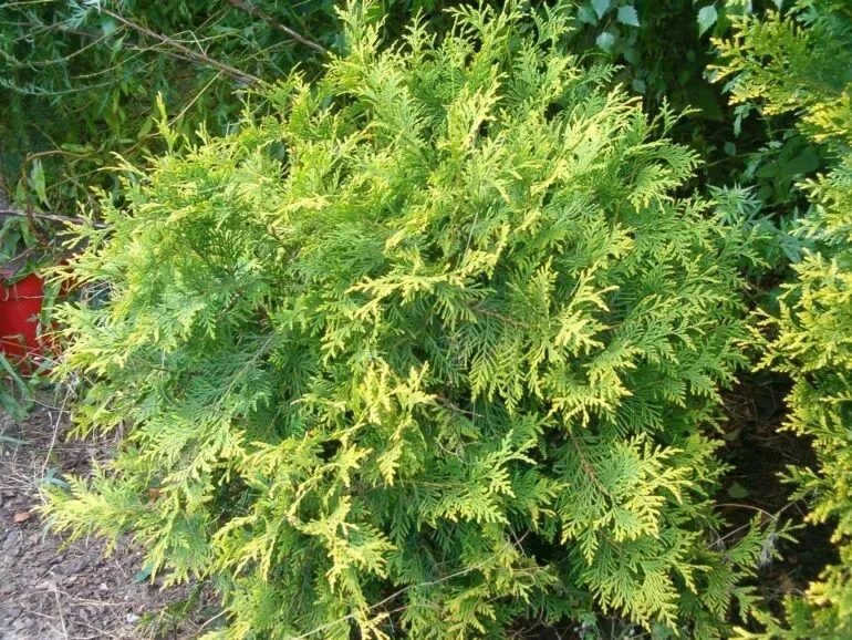 Trzmielina na żywopłot – idealna odległość sadzenia dla zdrowego wzrostu