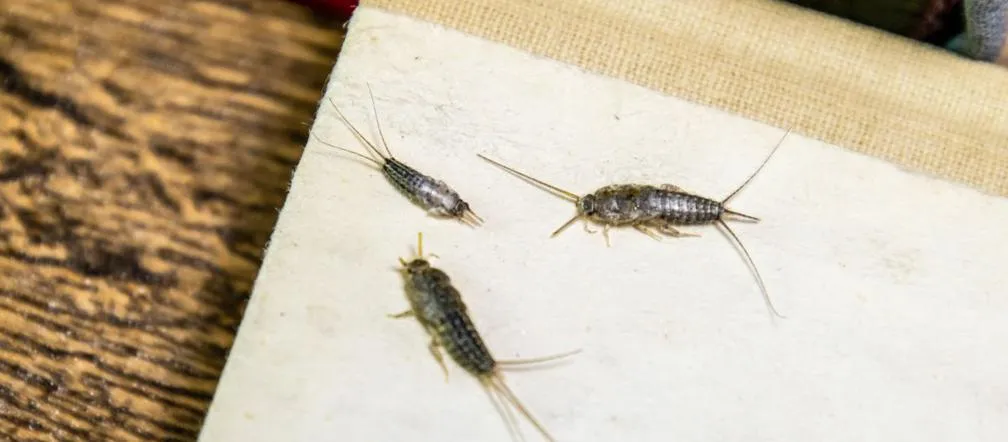 Skuteczne metody, jak wytępić rybiki w kuchni i uniknąć infestacji