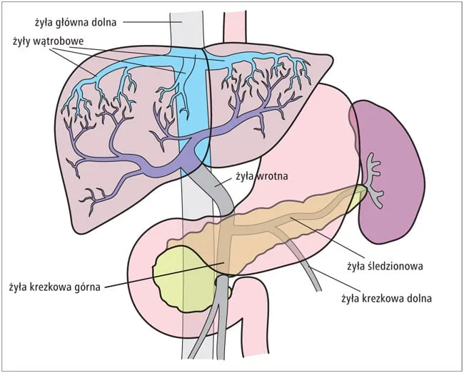 Krążenie wrotne wątrobowe: 5 faktów o wpływie na Twoje zdrowie