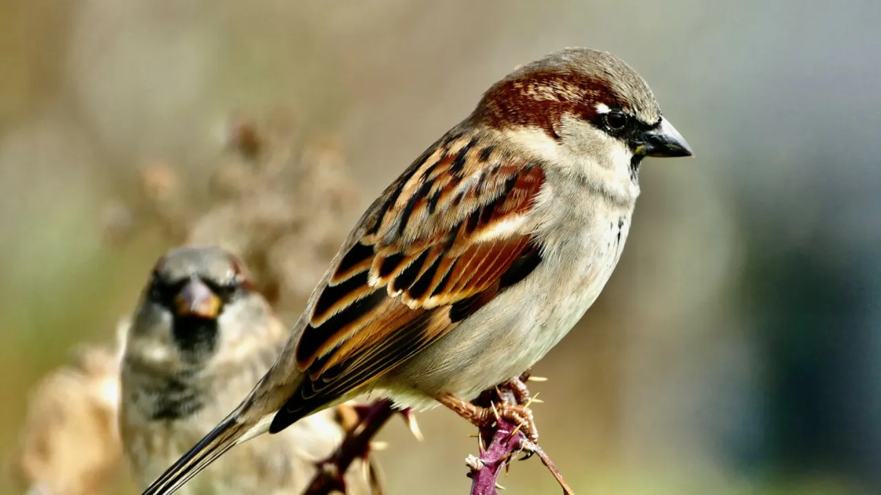 Co się stało z wróblami? Spadek populacji i jego przyczyny