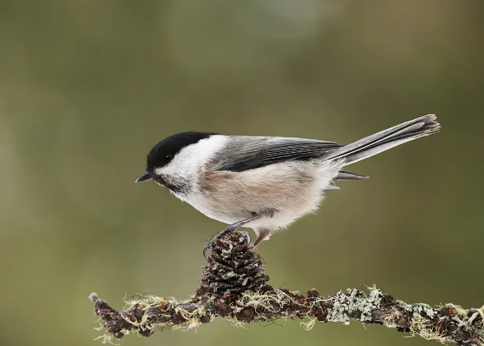 Czy sikorka zimuje w Polsce? Zaskakujące fakty o jej zwyczajach Czy sikorka zimuje w Polsce? Zaskakujące fakty o jej zwyczajach