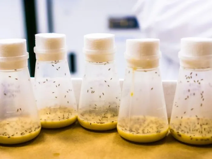 Jak rozmnażają się owocówki i jak ich obecność wpływa na żywność