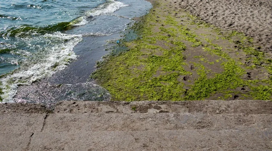 Jak wyglądają sinice w Bałtyku i jak ich unikać podczas kąpieli