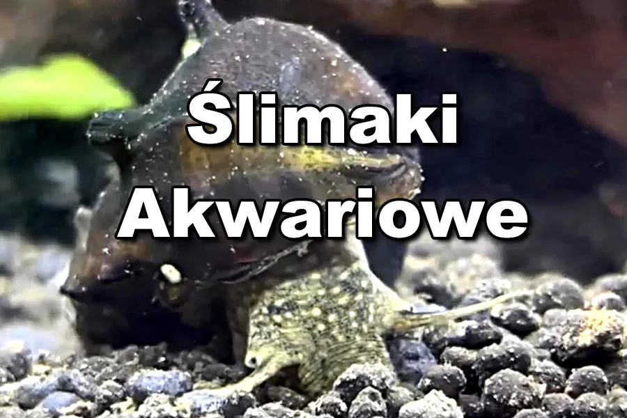 Jak rozmnażają się ślimaki w akwarium - kluczowe metody i porady
