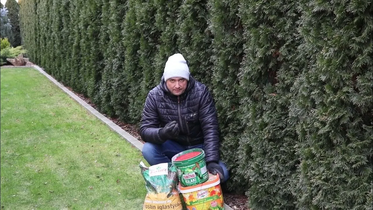 Co dać pod tuje, aby uniknąć problemów z ich wzrostem?