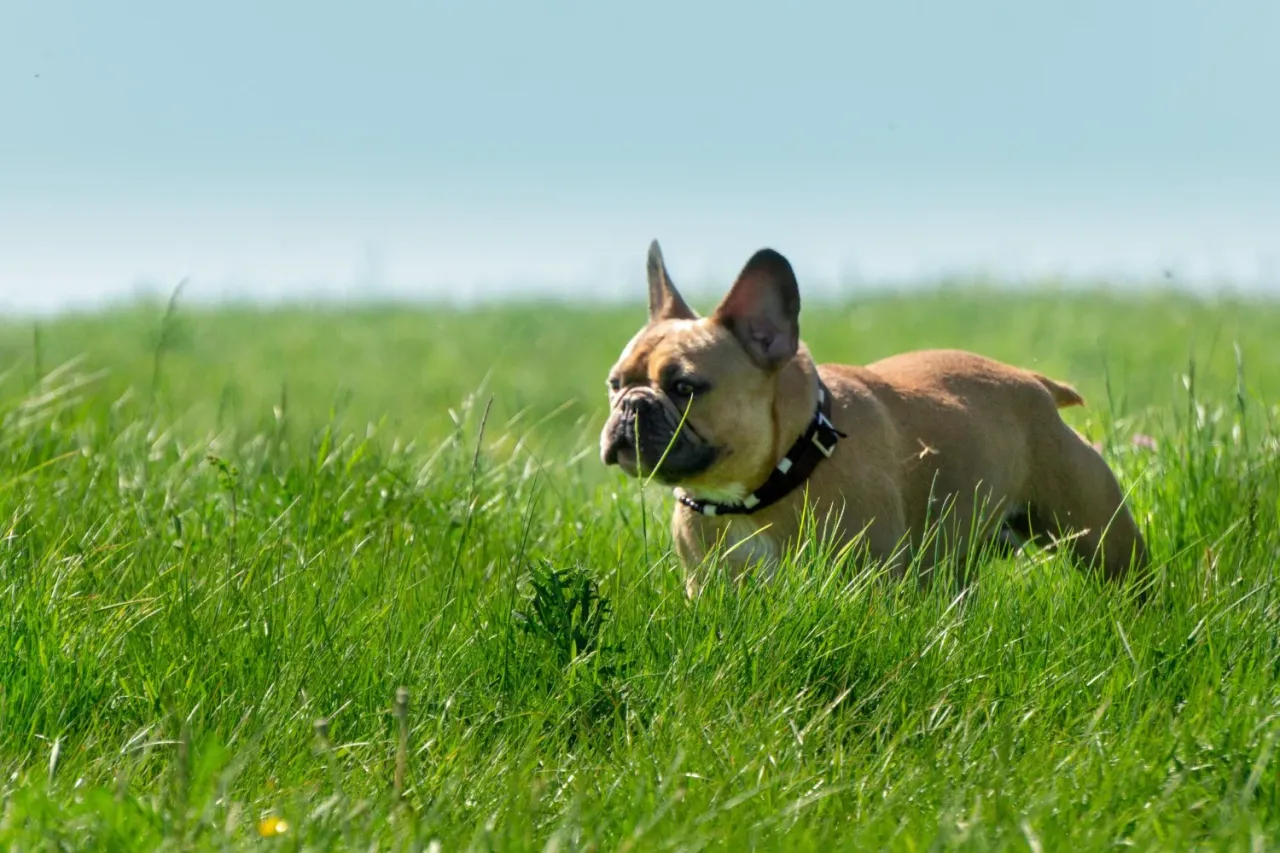 Czy obroża na kleszcze jest skuteczna? Sprawdź, co musisz wiedzieć
