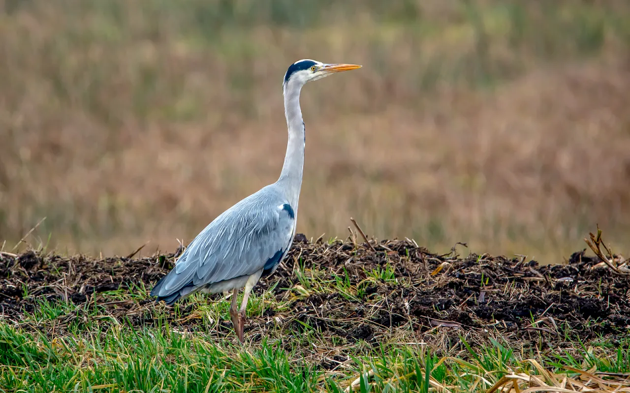 Czy czaple zimują w Polsce? Poznaj fakty i sekrety!