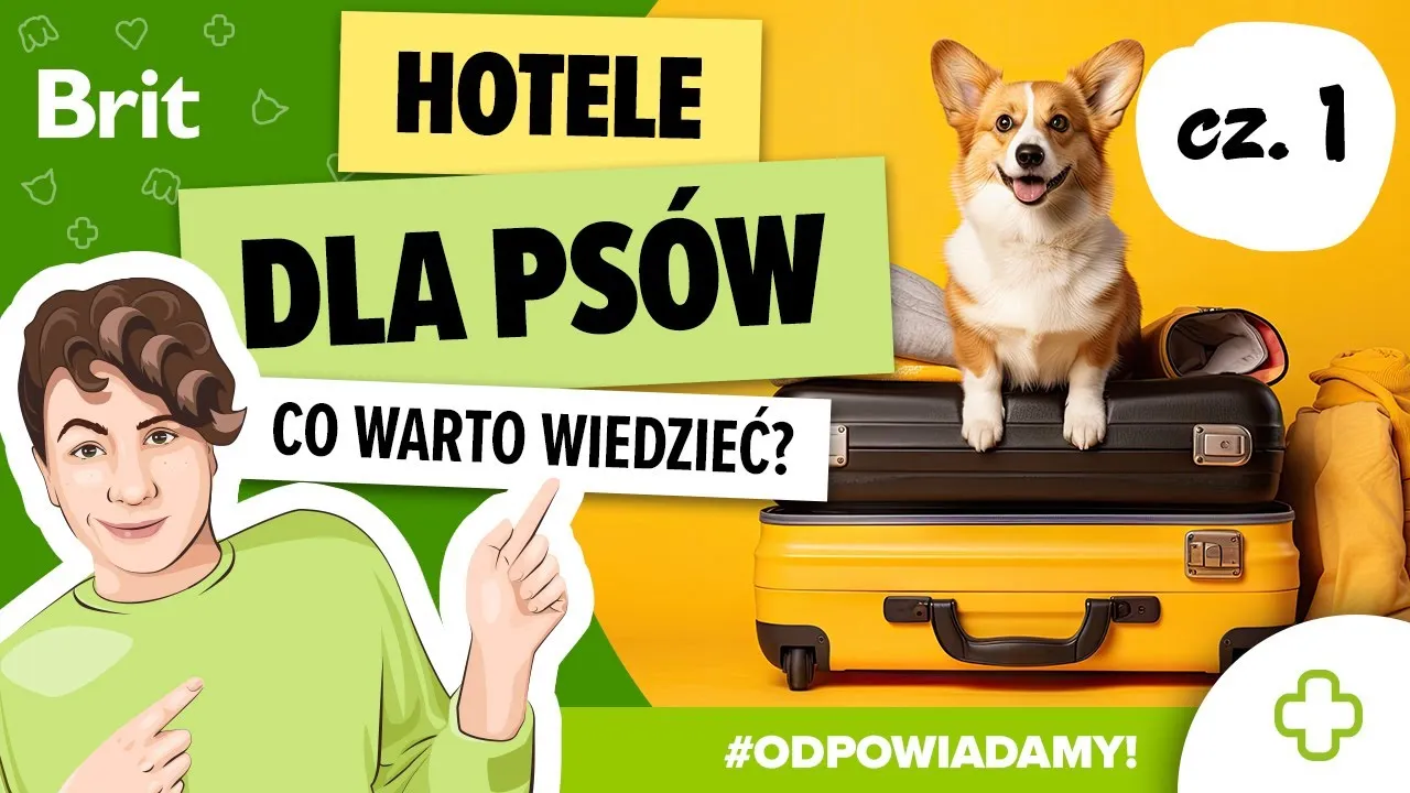 Jak wygląda hotel dla psów? Przewodnik po warunkach i usługach