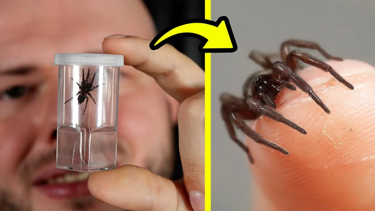 Jak rozmnażają się pająki domowe - zaskakujące fakty o ich cyklu życia