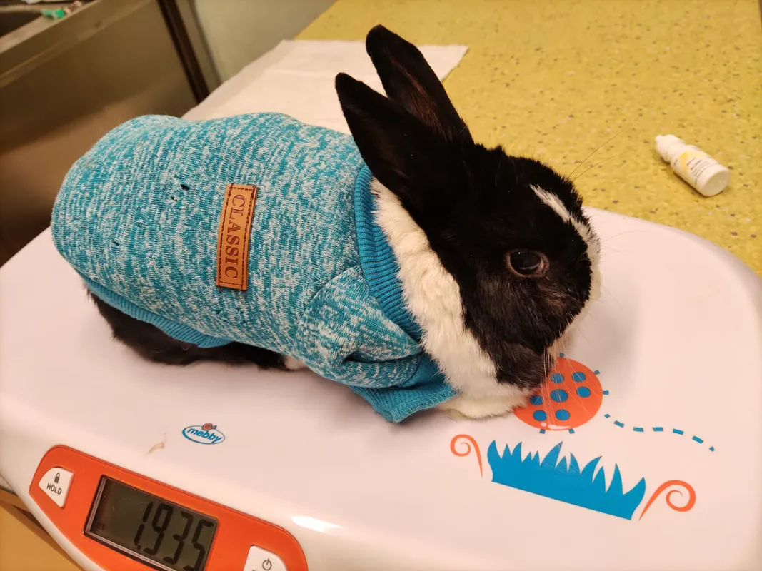 Ile kosztuje wizyta u weterynarza z królikiem? Sprawdź ceny i usługi