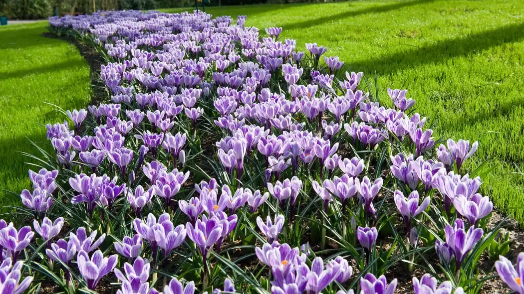 Kiedy sadzić krokusy na trawniku, aby cieszyć się pięknem wiosny