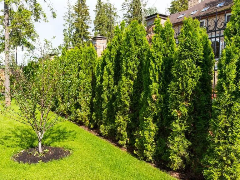 Jaki nawóz pod tuje szmaragdowe zapewni zdrowy wzrost i kolor?