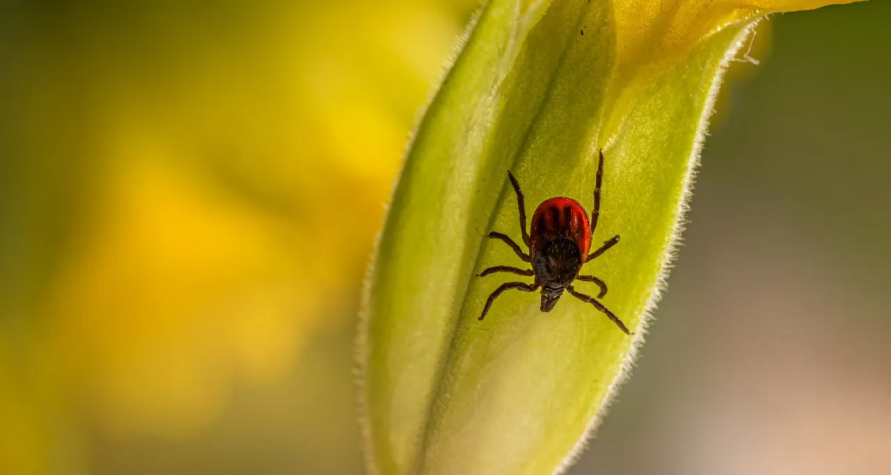 Kleszcz u psa - Ile kosztuje leczenie i co wpływa na cenę?