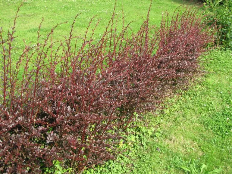 Berberys Miniaturowy: Odmiany, Czerwony, Zielony, Płożący Niski