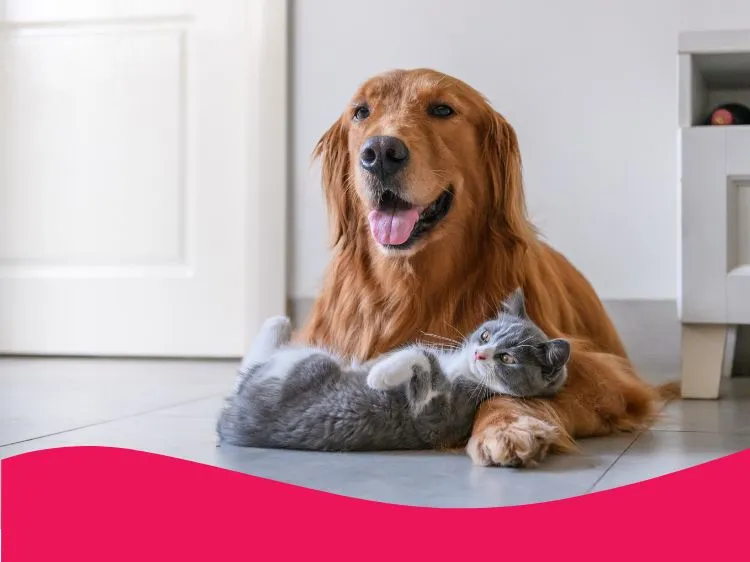 Ile kosztuje wizyta u weterynarza z psem? Ceny, które musisz znać