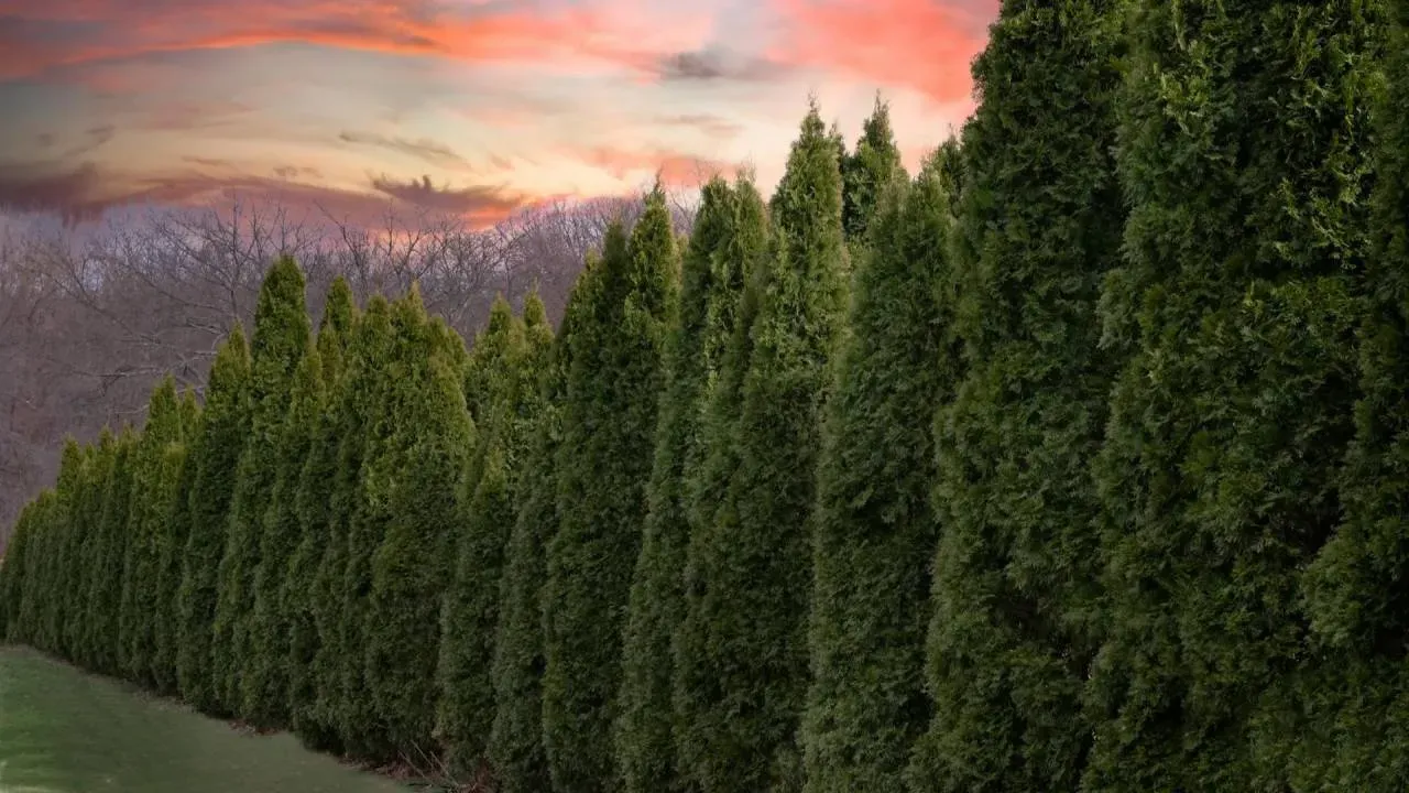 Ile cm od płotu sadzić tuje, aby uniknąć problemów z sąsiadami?