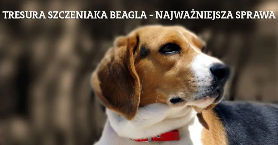 Jak wytresować beagle i uniknąć najczęstszych błędów w szkoleniu