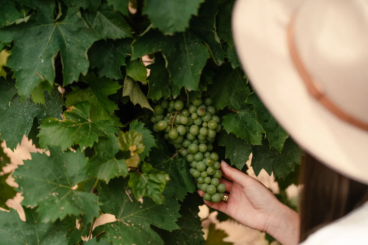 Słodkie węgierskie wino produkowane podobnie jak tokaj – poznaj różnice