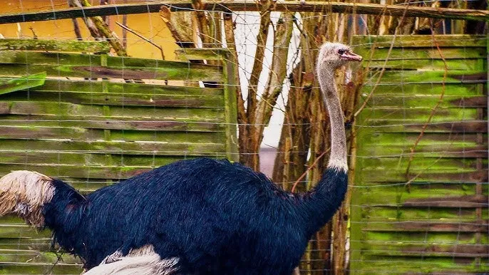 Hodowla strusi jak zacząć: kluczowe kroki i najważniejsze wymagania