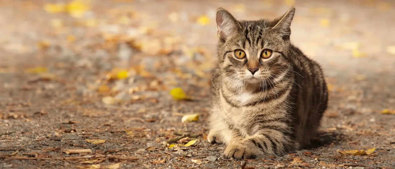Co ile jest ruja u kotki? Poznaj częstotliwość i objawy rui
